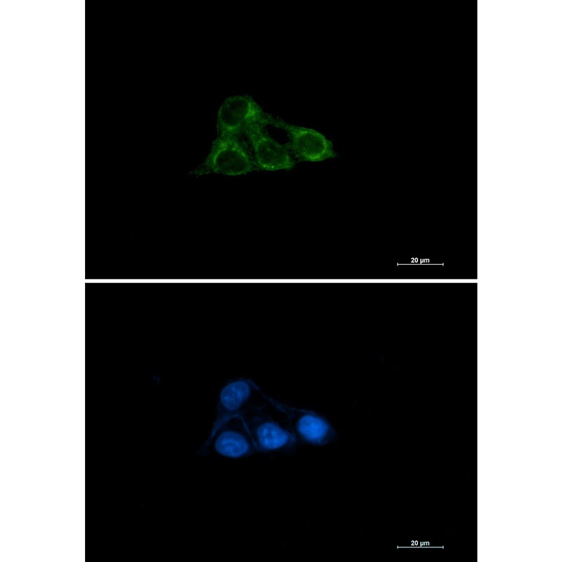 NDUFAF4 Antibody