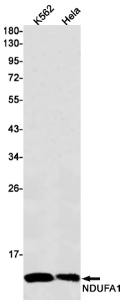NDUFA1 Rabbit mAb