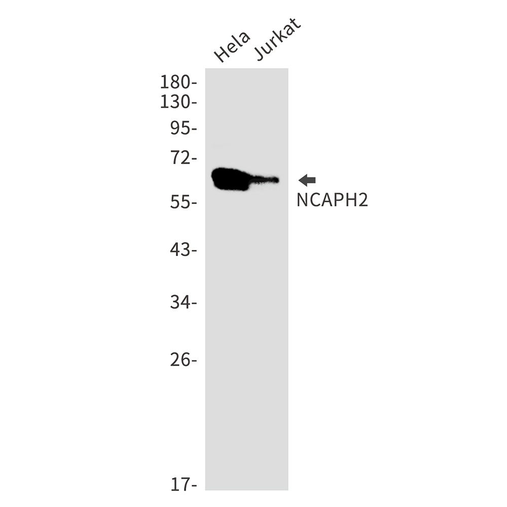 NCAPH2 Antibody