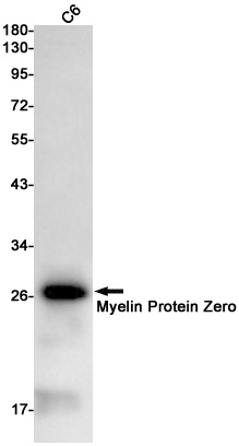 Myelin Protein Zero Rabbit mAb