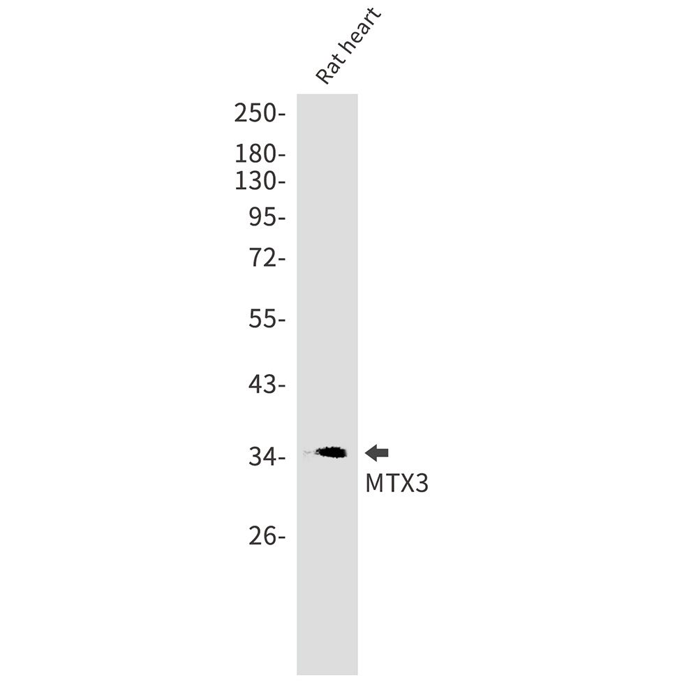 MTX3 Rabbit mAb
