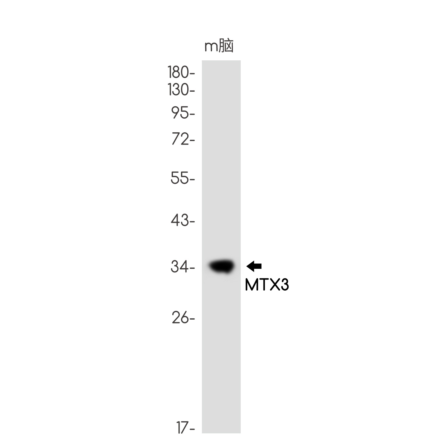 MTX3 Rabbit mAb