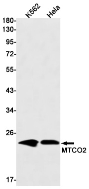MT-CO2 Antibody