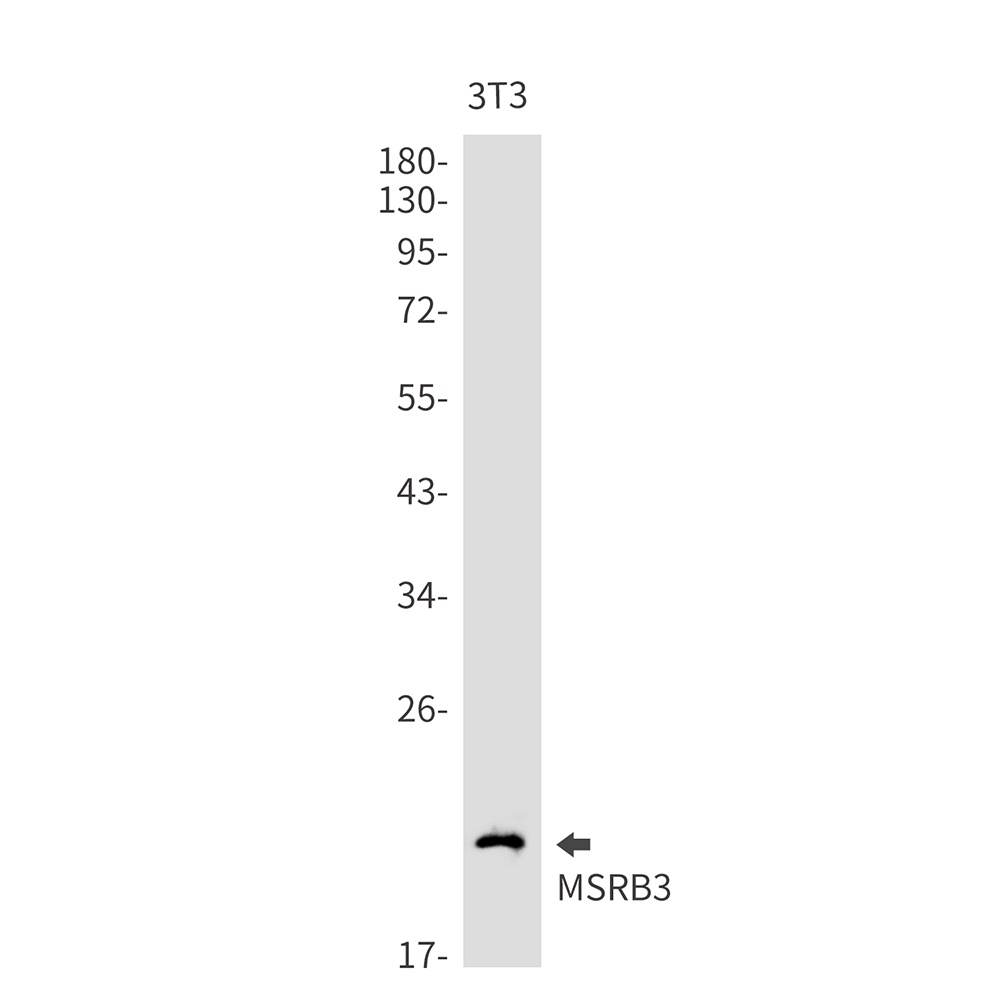 MSRB3 Antibody