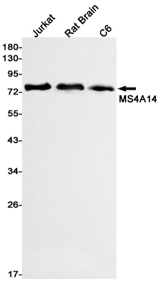 MS4A14 Antibody