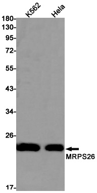 MRPS26 Antibody