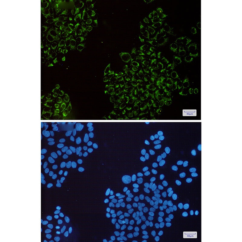 MRPS26 Rabbit mAb