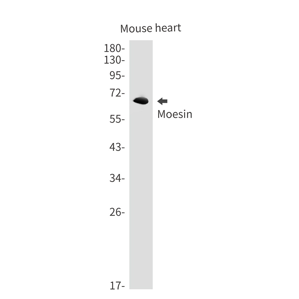Moesin Rabbit mAb