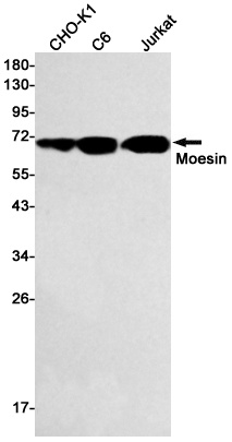 Moesin Rabbit mAb