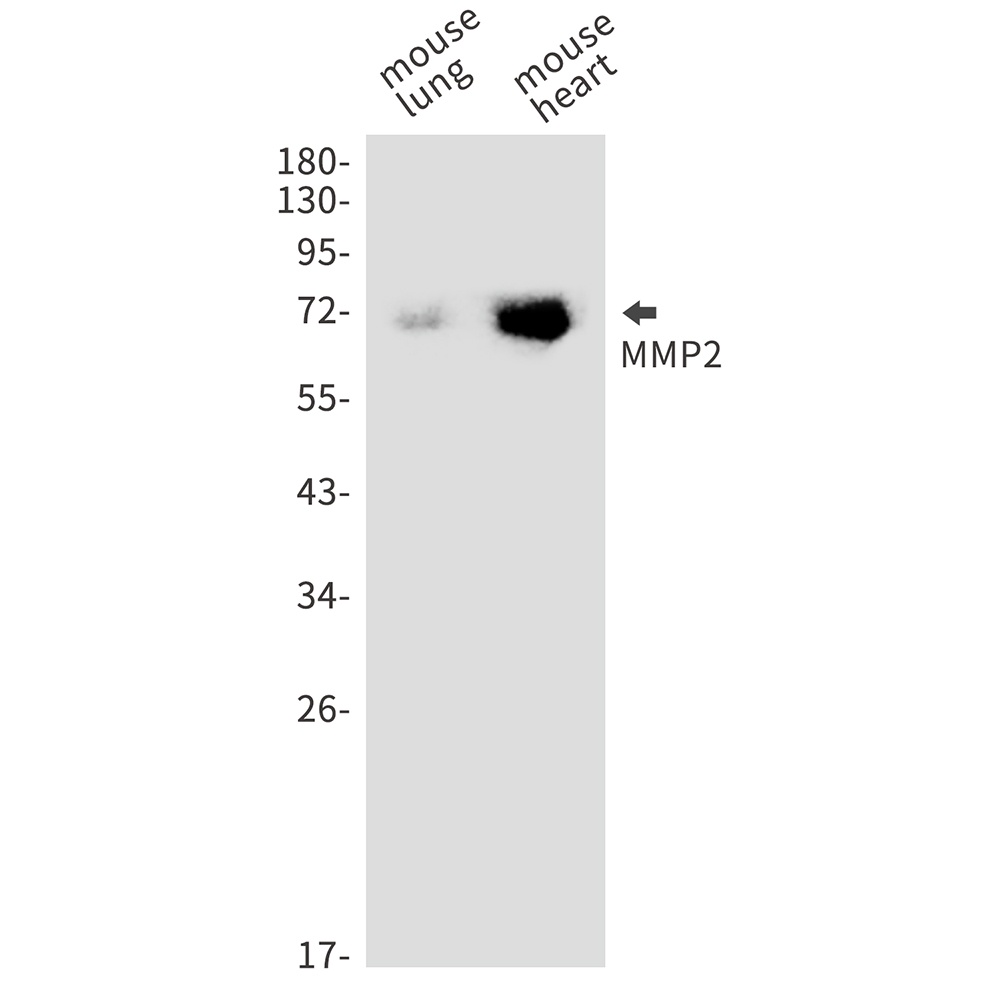 MMP2 Antibody
