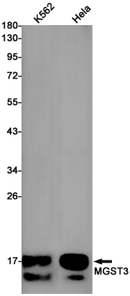 MGST3 Rabbit mAb