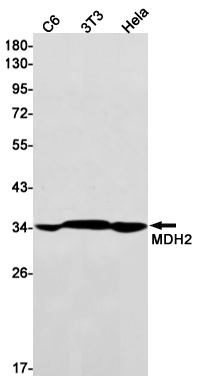 MDH2 Antibody