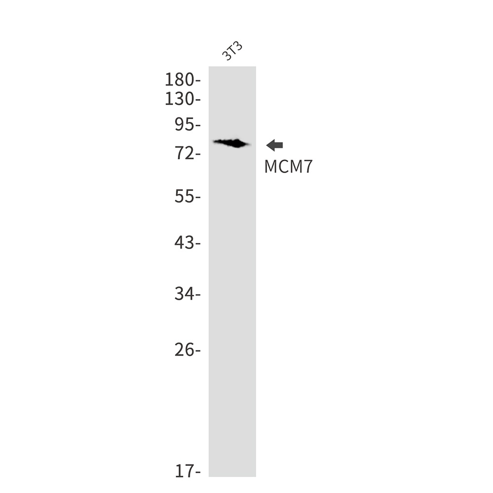 MCM7 Rabbit mAb