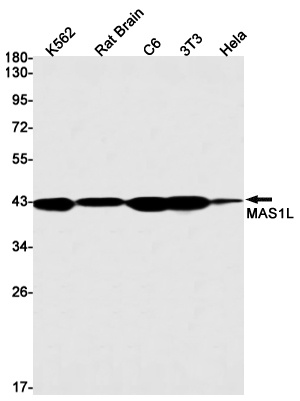 MAS1L Antibody