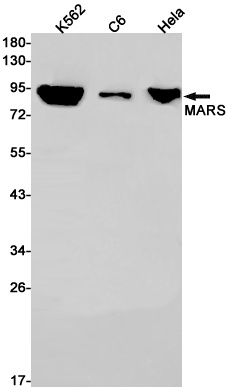 MARS1 Antibody