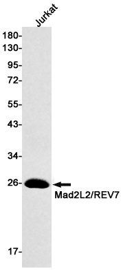 MAD2L2 Antibody