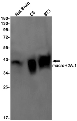 MACROH2A1 Antibody