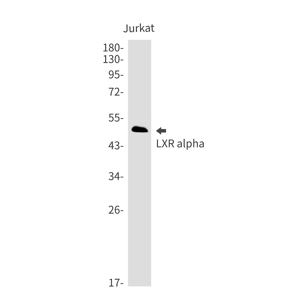 LXR alpha Rabbit mAb