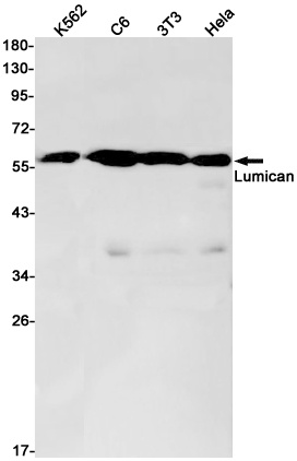 LUM Antibody