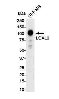 LOXL2 Antibody