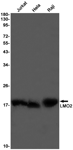 LMO2 Antibody