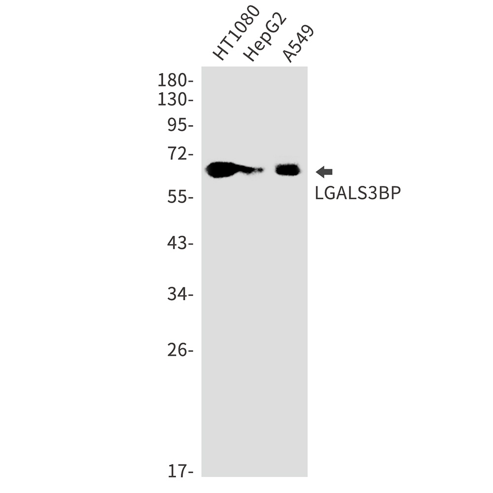 LGALS3BP Antibody