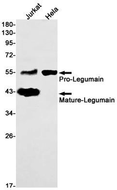 LGMN Antibody