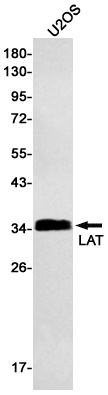 LAT Antibody