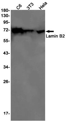LMNB2 Antibody