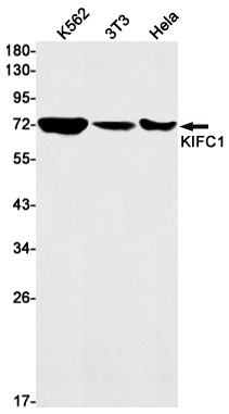 KIFC1 Antibody