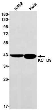 KCTD9 Antibody