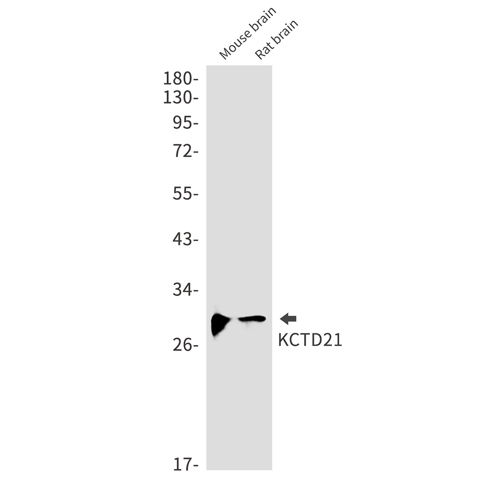 KCTD21 Antibody
