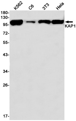KAP1 Rabbit mAb