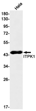 ITPK1 Antibody