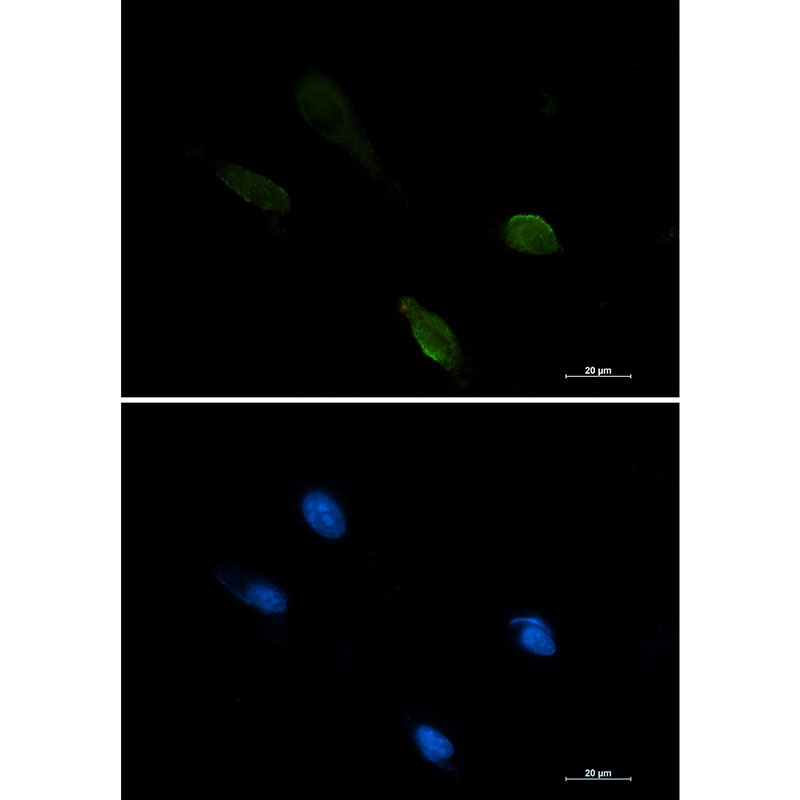 IRF1 Antibody