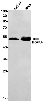 IRAK4 Antibody