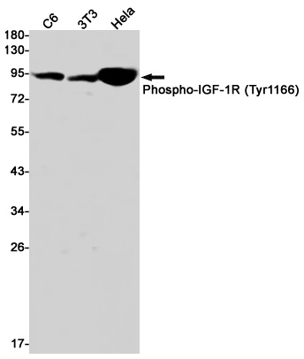 IGF1R Antibody