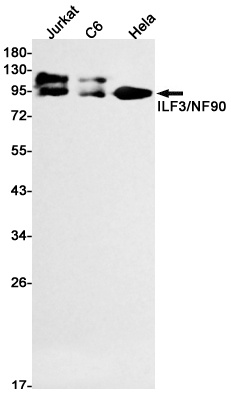 ILF3 Rabbit mAb