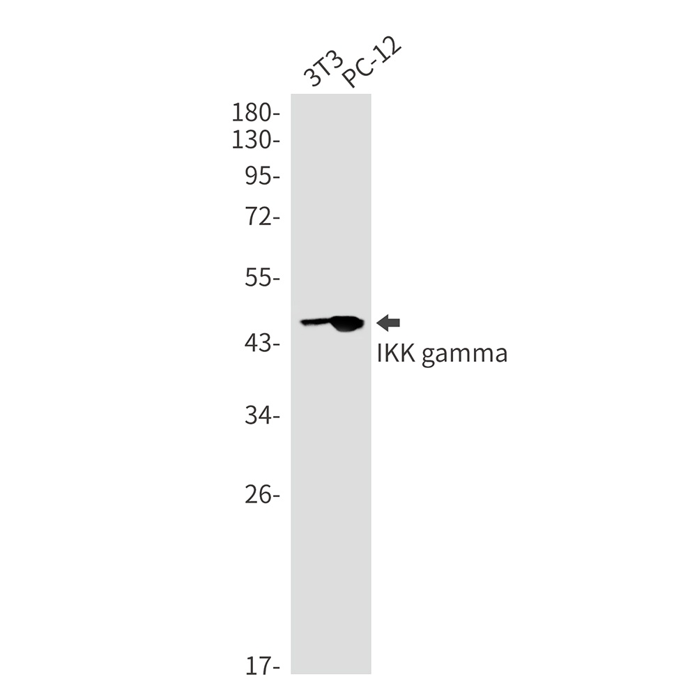 IKK gamma Rabbit mAb