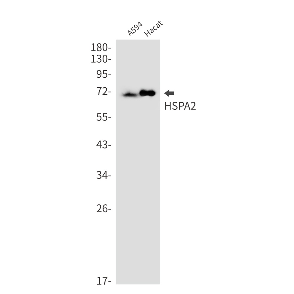 HSPA2 Antibody