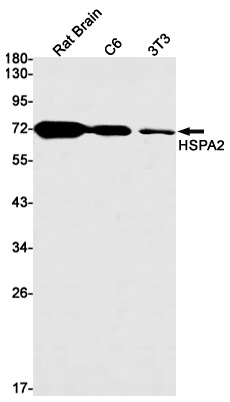 HspA2 Rabbit mAb