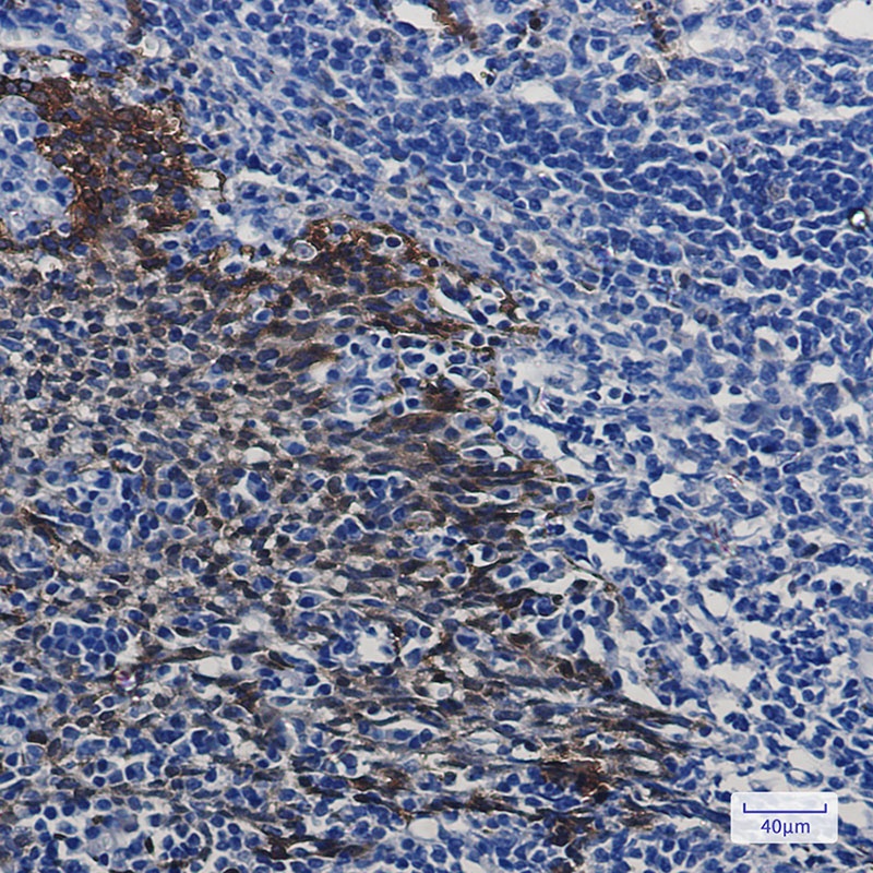Hsp70 Rabbit mAb