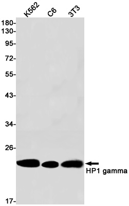 Cbx3 Antibody