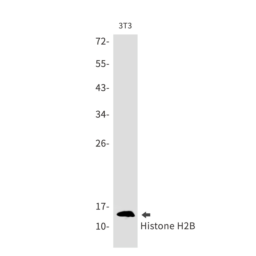 Histone H2B Rabbit mAb