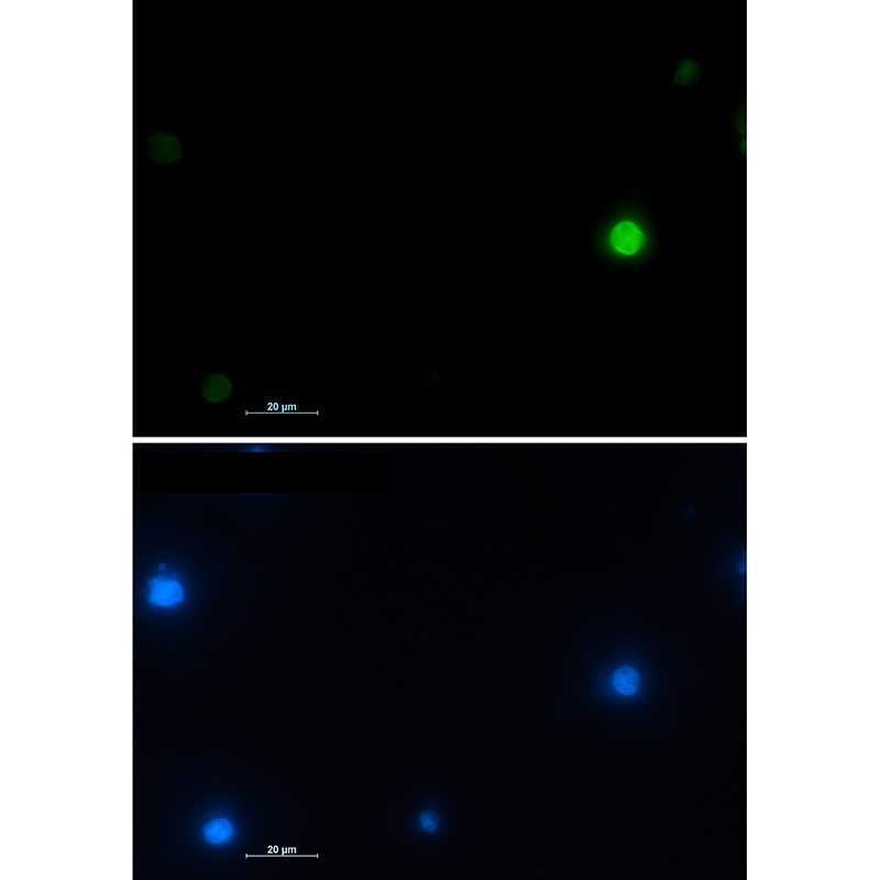 H2AX Antibody