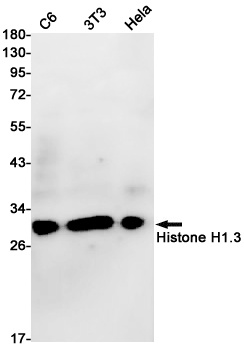 H1-3 Antibody