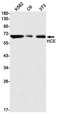 HCE Rabbit mAb