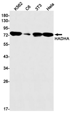 HADHA Antibody