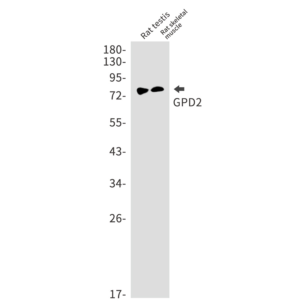 GPD2 Antibody
