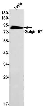 GOLGA1 Antibody